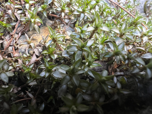 Raoulia tenuicaulis, photograph 2