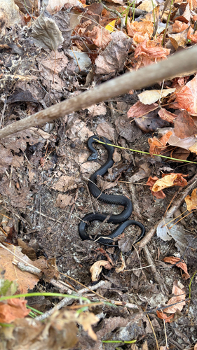 grass snake