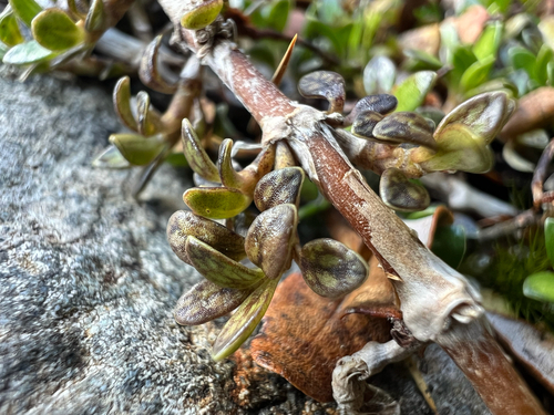 Coprosma perpusilla, photograph 5