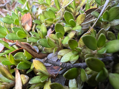 Coprosma perpusilla, photograph (c) Rock McLaren, some rights reserved (CC BY)