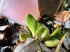 Coprosma perpusilla, photograph (c) Rock McLaren, some rights reserved (CC BY)