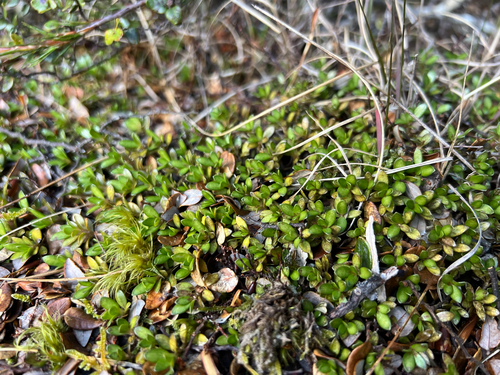 Coprosma perpusilla, photograph 4