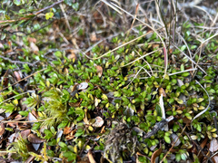 Coprosma perpusilla, photograph (c) Rock McLaren, some rights reserved (CC BY)