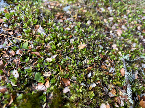 Coprosma perpusilla, photograph 3