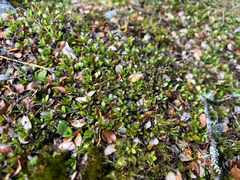 Coprosma perpusilla, photograph (c) Rock McLaren, some rights reserved (CC BY)