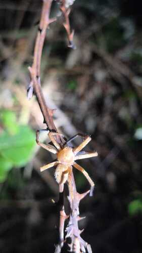 Olios argelasius
