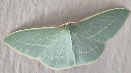 Veined Emerald