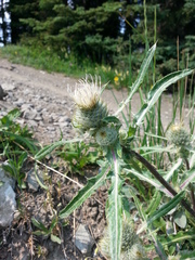 Cirsium hookerianum