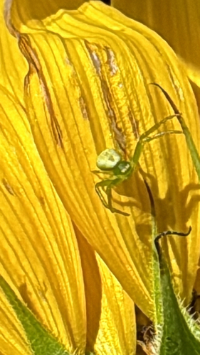 Triangle Crab Spider