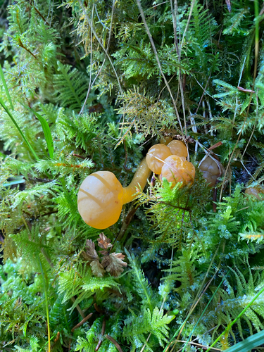 Ochre Jelly Club