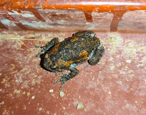 Painted Globular Frog
