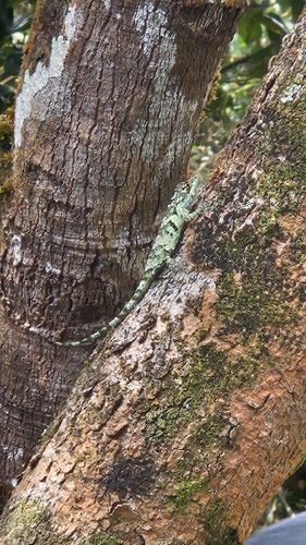 Pygmy Lizard