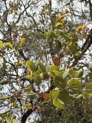 Lysiphyllum hookeri