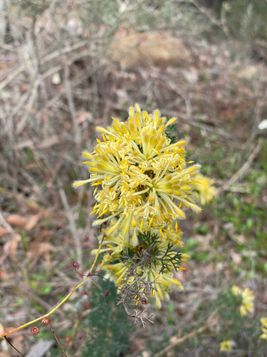 Petrophile serruriae