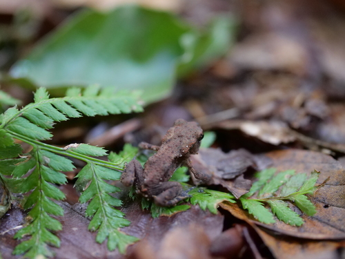 European Toad