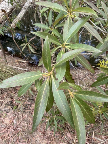Timonius timon observed 2026-09-18