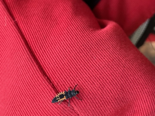 Asian Lady Beetle