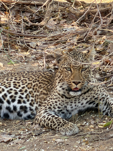 African Leopard