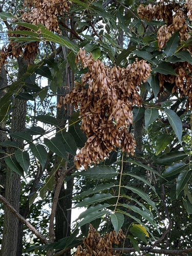 tree-of-heaven
