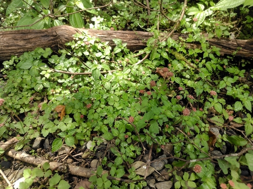 Lecanthus peduncularis