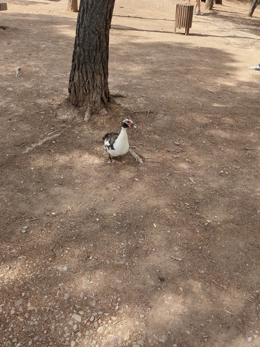 Muscovy Duck