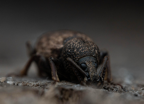 Raucous Broad-nosed Weevil