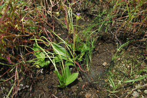 Ophioglossum costatum observed 2015-09-19