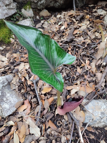 Autumn Arum