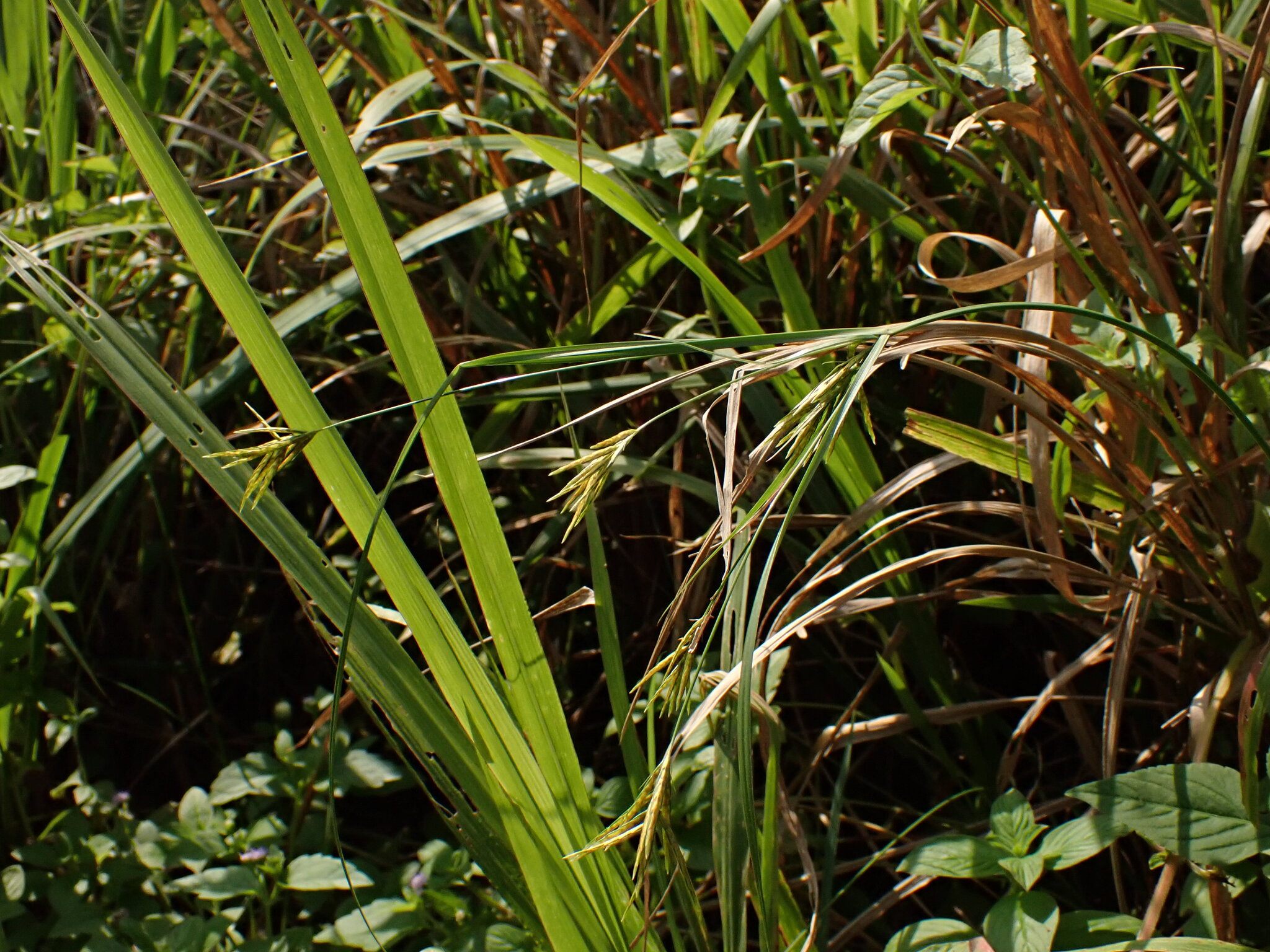 Cyperus tenuiculmis