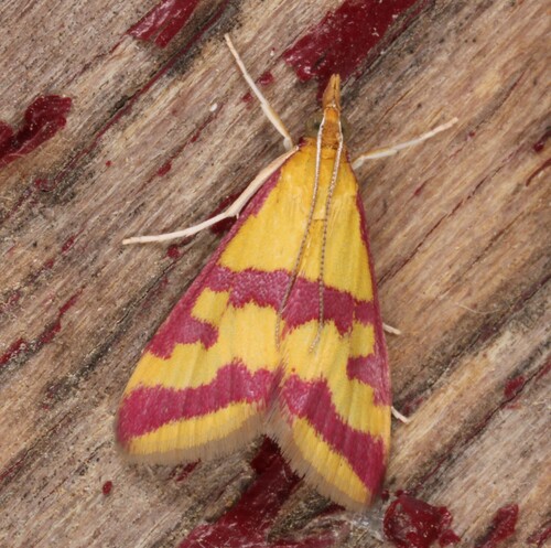 Scarce Crimson and Gold