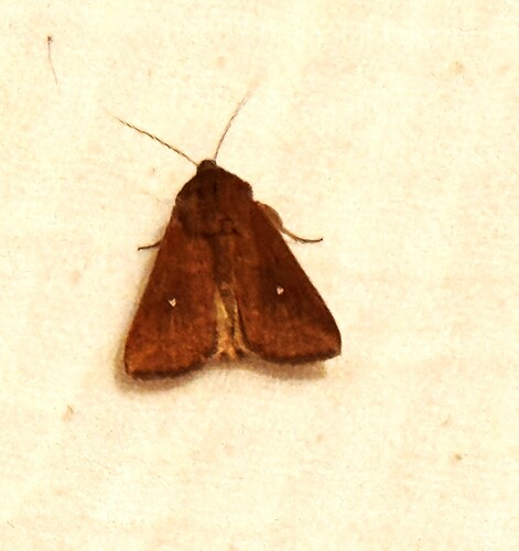 The White-Point