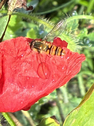 Marmalade Hover Fly