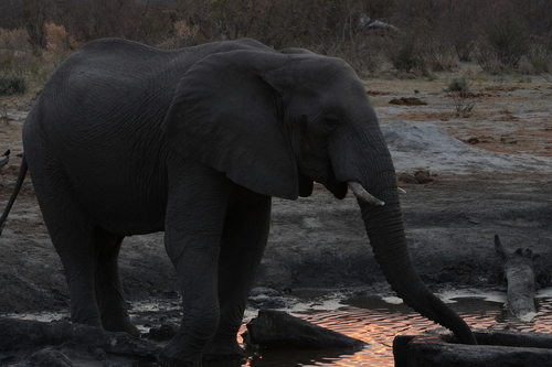 African Savanna Elephant