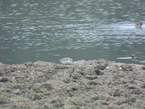 Dunlin