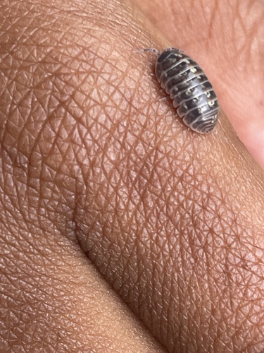 Common Pill Woodlouse