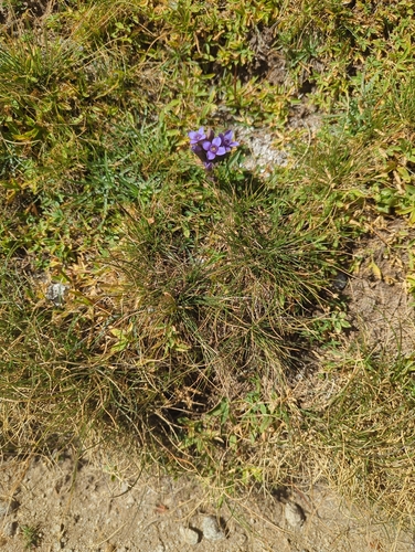 Gentianella campestris, photograph 1