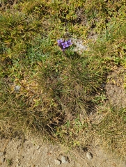 Gentianella campestris