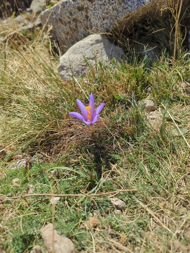 Crocus nudiflorus, photograph 4