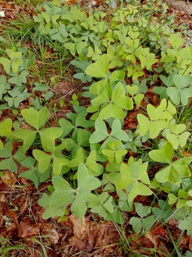 Garden pink-sorrel