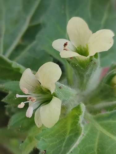 white henbane