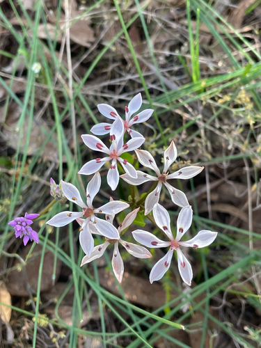 Dwarf Burchardia