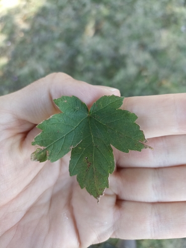 sycamore maple