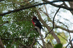 Lybius bidentatus