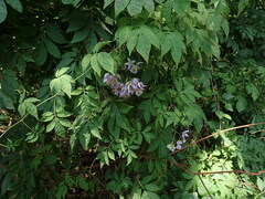 Solanum seaforthianum, photograph (c) chiuluan, some rights reserved (CC BY)