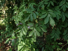 Solanum seaforthianum, photograph (c) chiuluan, some rights reserved (CC BY)