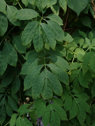 Solanum seaforthianum, photograph 4