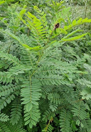 false indigo bush