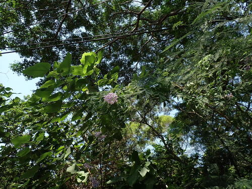 Solanum seaforthianum, photograph 5