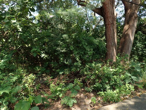 Solanum seaforthianum, photograph 2