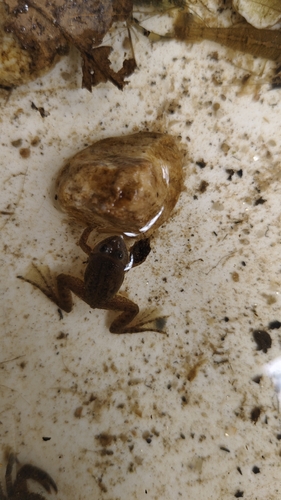 Occidozyga lima observed 2026-09-18